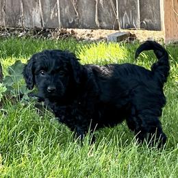 Australian Labradoodle Puppies from Tiny Treasures Australian Labradoodles