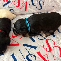 Blue Collar - Black and silver male Miniature Schnauzer puppy in Griggsville, Illinois from Stephenson’s Mini Schnauzer’s
