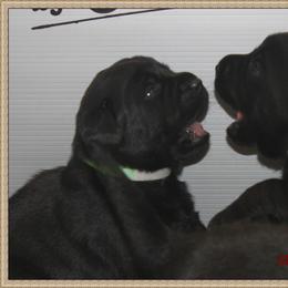 Labrador Retriever Puppies from Mythic Labradors, LLC