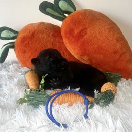 Belgian Malinois Puppies from Z Domu Niedzwiedzia Malinois