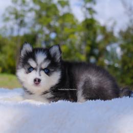 Rosalie - Black and white female Pomsky puppy in Loxahatchee, Florida from Cardinal Point Pomskies
