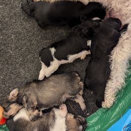 Miniature Schnauzer Puppies from Mississippi Mini Schnauzers