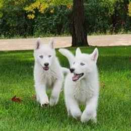 Siberian Husky Puppies from Light Foot Kennel