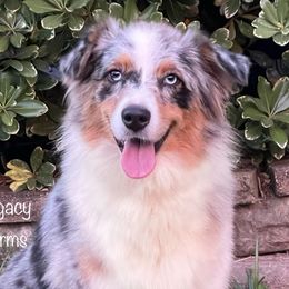 Oakley - Australian Shepherd