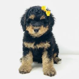 Rose - Phantom female Goldendoodle puppy in Columbus, Montana from Comfort Doodle