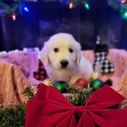 Mr. Orange - Light golden Golden Retriever puppy in Conroe, Texas from Golden Keys Kennels