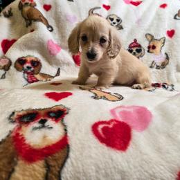 Carmella's smaller girl - Cream female Dachshund puppy in Lyle, Washington from Wines Wienery