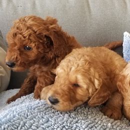 Goldendoodles from Allred's Doodles