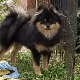 The Keep The Winter Childe - Pomeranian