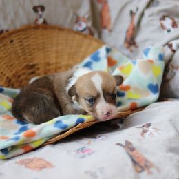 Boy 1 - Pembroke Welsh Corgi puppy in Karnack, Texas from Sureshot Corgis
