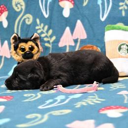 Pink collar - Black and tan female German Shepherd puppy in Ramsey, Illinois from Haus-Farr German Shepherds