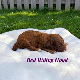 Red Riding Hood - Sable female Poodle puppy in Ellenburg Center, New York from Kristin's Puppies