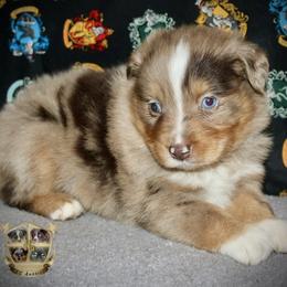 Sweetie - Red merle female Miniature Australian Shepherd puppy in El Dorado Springs, Missouri from HP Aussie Kennels