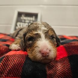 Lt Blue collar - Blue merle male Bernedoodle puppy in Shelby, North Carolina from Forever Grateful Doodles