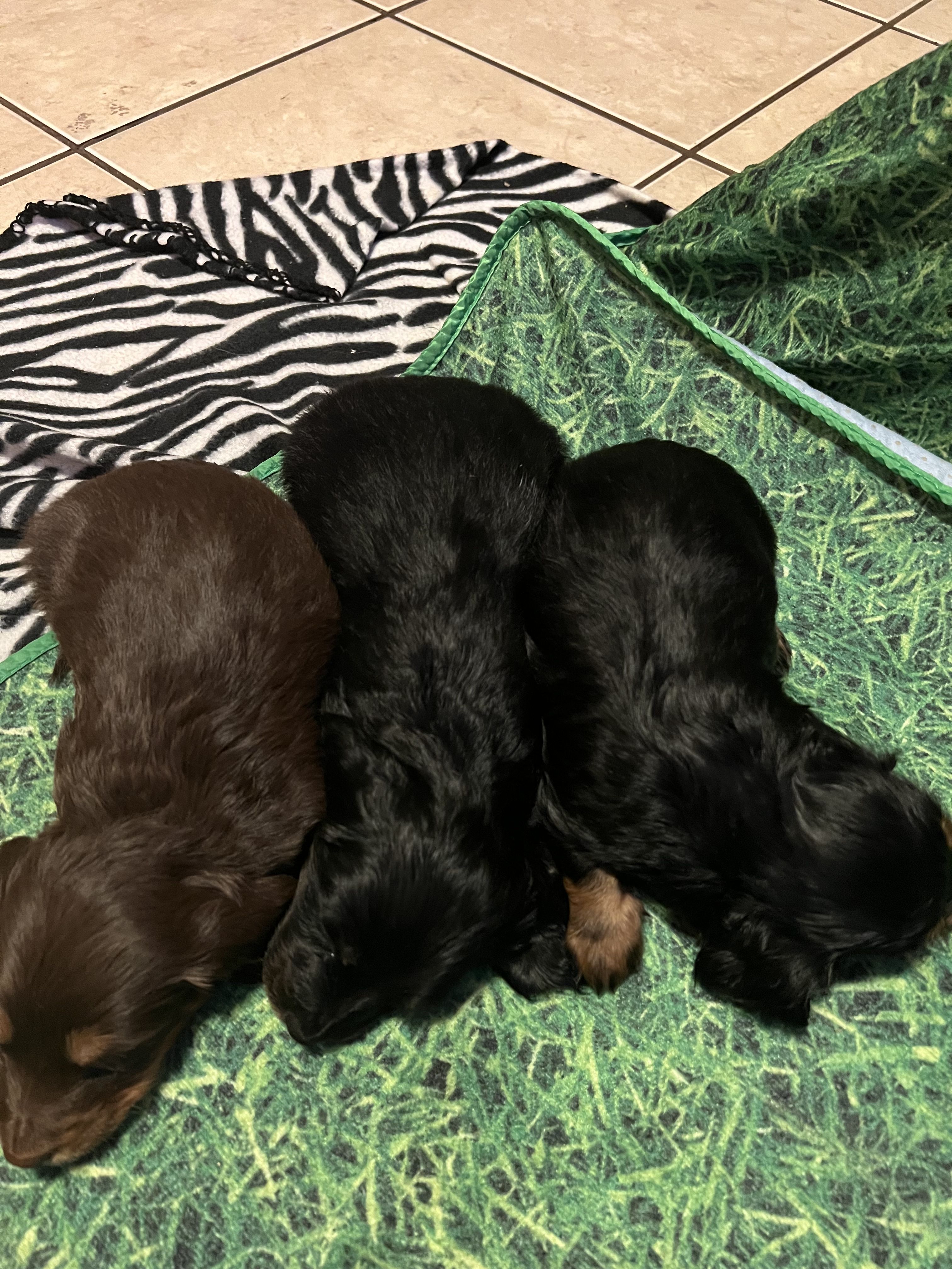 Crystals Little Doxies in Texas | Dachshund puppies | Good Dog