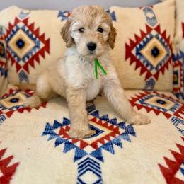 Buzz - Apricot male Goldendoodle puppy in Houston, Texas from Golden Life Doodles
