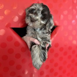 Goldendoodle Puppies from Liberty Creek Farms