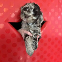 Goldendoodle Puppies from Liberty Creek Farms