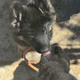 German Shepherd Puppies from Brooks High Quality Breeders