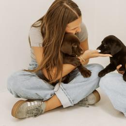 Labrador Retriever Puppies from UC Labradors LLC