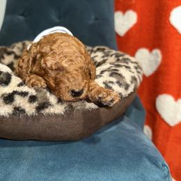 White Collar - Apricot female Goldendoodle puppy in Cocoa, Florida from Leopard n Lace Doodles