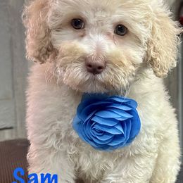 Sam - Brown male Cockapoo puppy in Marshall, Arkansas from Darling Doodles and Cockapoos