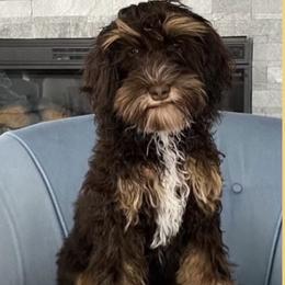 Mocha - Australian Labradoodle