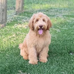 Shania - Caramel female Australian Labradoodle puppy in Hartshorne, Oklahoma from Jena Edmond