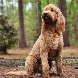 Calli - Goldendoodle