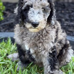Bernedoodle Puppies from Ruthy's Bernedoodles