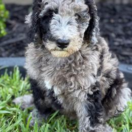 Bernedoodle Puppies from Ruthy's Bernedoodles