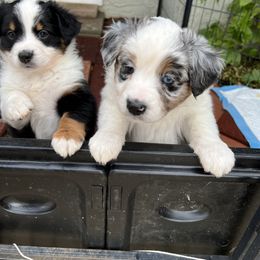 Miniature Australian Shepherd Puppies from Amberwood DD Aussies