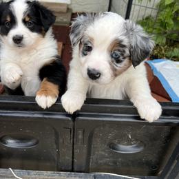Miniature Australian Shepherd Puppies from Amberwood DD Aussies