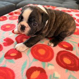 Flower - Brindle and white female Boston Terrier puppy in Leonard, Kentucky from Bluegrass Boston Terriers