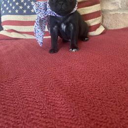 Pug Puppies from Furever Friends