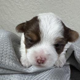 Dolly - Chocolate, tan and white female Yorkshire Terrier puppy in Essexville, Michigan from John's Yorkshire Terriers