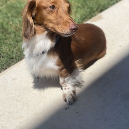 "Milo☘️ “sire” AKC registered (chocolate bases red piebald) (with ticking)" Dachshund All Grown Up from RG Mini Dachshunds