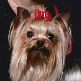 Lucy Loo - Yorkshire Terrier