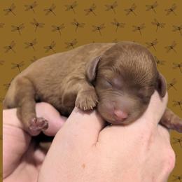 Male 5 - Red male Cavapoo puppy in Coshocton, Ohio from Forever Family Puppies