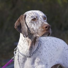 Braque du Bourbonnais from Rufnit Kennels, LLC