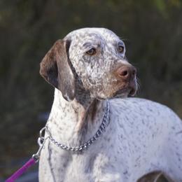 Braque du Bourbonnais from Rufnit Kennels, LLC
