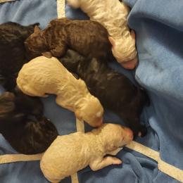 Aussiedoodle, Goldendoodle, and Poodle Puppies from Law Doodles