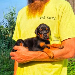 Boy 5 - Black and rust male Doberman Pinscher puppy in China Township, Michigan from Snell's Superior Kennel Dobermann & GSP