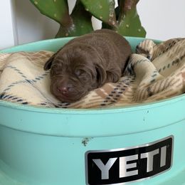 Labrador Retriever Puppies from Savannah Bluff Retrievers