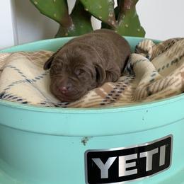 Labrador Retriever Puppies from Savannah Bluff Retrievers