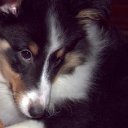 Shetland Sheepdogs from Stafford Shelties