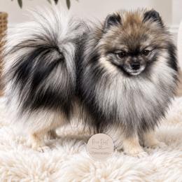 Manny - Pomeranian