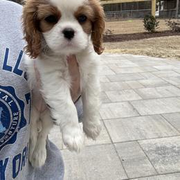 Cavalier King Charles Spaniel Puppies from Farmhouse Cavaliers NC