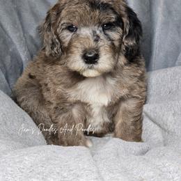 Aussiedoodle, Bernedoodle, Cockapoo, Miniature Australian Shepherd, Poodle, and Sheepadoodle Puppies from Jam's Doodles And Poodles