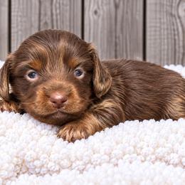 Katherine - Chocolate and tan female Dachshund puppy in Industry, Illinois from KDKs Kennels